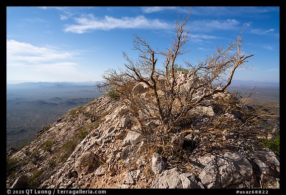 Palo Verde on Waterman Peak summit. Ironwood Forest National Monument, Arizona, USA (color)