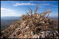 Palo Verde on Waterman Peak summit. Ironwood Forest National Monument, Arizona, USA ( color)