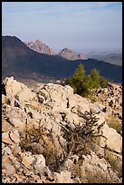 Ragged Top, and Wolcott Peak from Waterman Mountains. Ironwood Forest National Monument, Arizona, USA ( color)