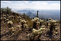 Cholla cacti and desert peaks from Waterman Mountains. Ironwood Forest National Monument, Arizona, USA ( color)