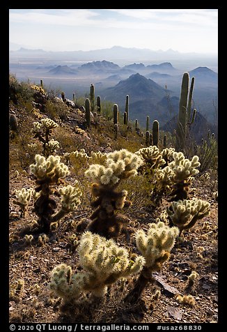 Cholla and saguaro cacti, desert peaks from Waterman Mountains. Ironwood Forest National Monument, Arizona, USA (color)