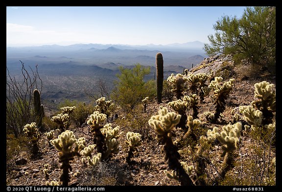 Cactus on Waterman Peak. Ironwood Forest National Monument, Arizona, USA (color)