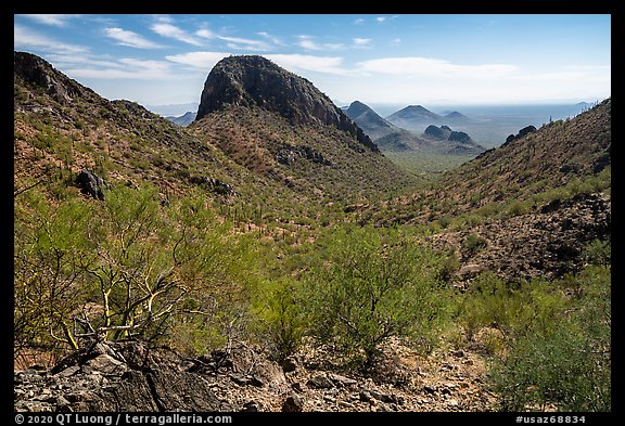 Palo Verde and peaks from Waterman Mountains. Ironwood Forest National Monument, Arizona, USA (color)