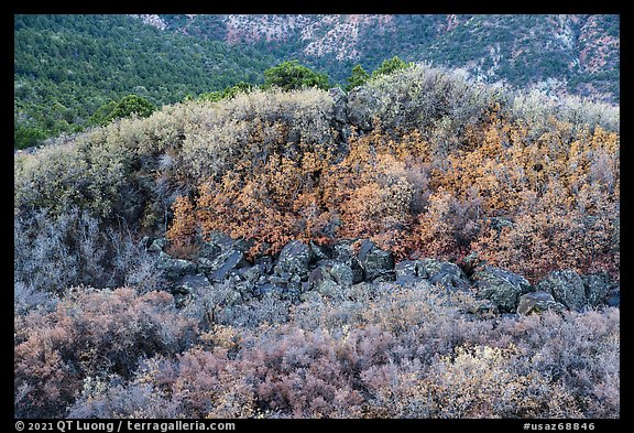 Shrubs with autumn color on Mt Logan. Grand Canyon-Parashant National Monument, Arizona, USA (color)