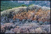 Shrubs with autumn color on Mt Logan. Grand Canyon-Parashant National Monument, Arizona, USA ( color)