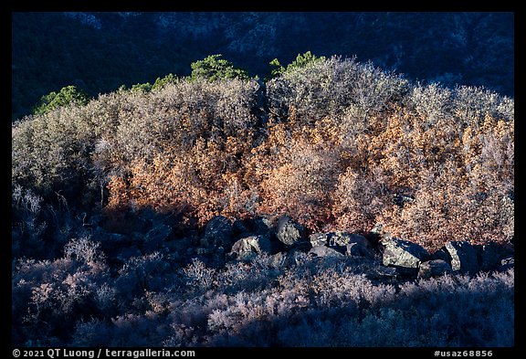 Scrub with autumn color on Mt Logan. Grand Canyon-Parashant National Monument, Arizona, USA (color)