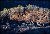 Scrub with autumn color on Mt Logan. Grand Canyon-Parashant National Monument, Arizona, USA ( color)