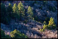 Pine trees and shrubs, Mt Logan. Grand Canyon-Parashant National Monument, Arizona, USA ( color)