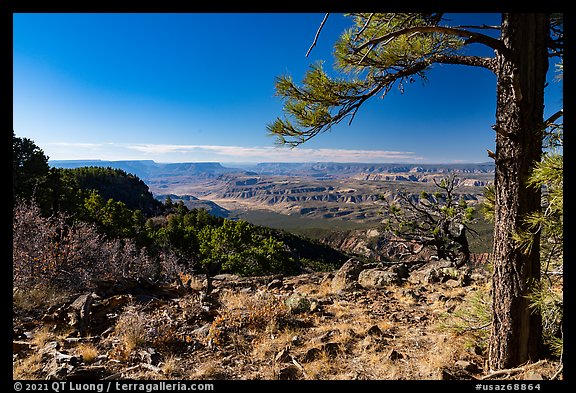 Ponderosa pine framing view from Mt Logan. Grand Canyon-Parashant National Monument, Arizona, USA (color)