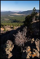 Potato Valley from Mt Logan. Grand Canyon-Parashant National Monument, Arizona, USA ( color)