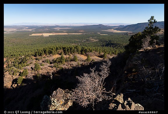 Pine forest from from Mt Logan. Grand Canyon-Parashant National Monument, Arizona, USA (color)