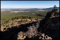 Pine forest from from Mt Logan. Grand Canyon-Parashant National Monument, Arizona, USA ( color)