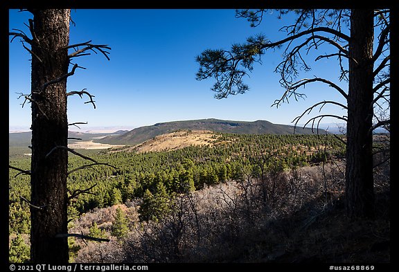 Ponderosa pines framing Mount Trumbull. Grand Canyon-Parashant National Monument, Arizona, USA (color)