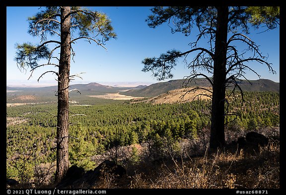 Ponderosa pines and Mount Trumbull. Grand Canyon-Parashant National Monument, Arizona, USA (color)