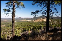 Ponderosa pines and Mount Trumbull. Grand Canyon-Parashant National Monument, Arizona, USA ( color)