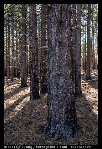 Ponderosa pine forest on Mount Logan. Grand Canyon-Parashant National Monument, Arizona, USA (color)