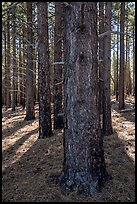 Ponderosa pine forest on Mount Logan. Grand Canyon-Parashant National Monument, Arizona, USA ( color)
