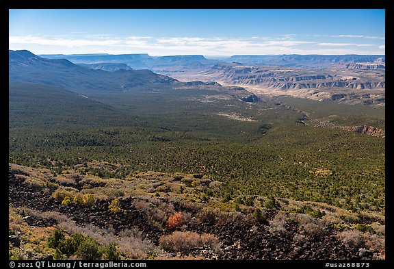 Pine forest and Grand Canyon. Grand Canyon-Parashant National Monument, Arizona, USA (color)