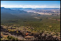 Pine forest and Grand Canyon. Grand Canyon-Parashant National Monument, Arizona, USA ( color)
