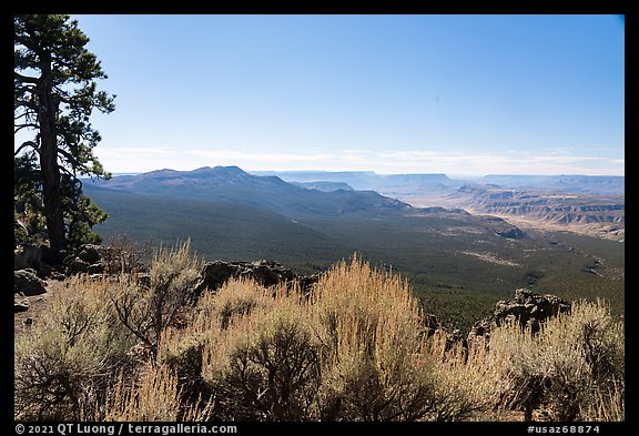 Shrubs, pine forest, and distant Grand Canyon. Grand Canyon-Parashant National Monument, Arizona, USA (color)