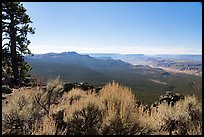 Shrubs, pine forest, and distant Grand Canyon. Grand Canyon-Parashant National Monument, Arizona, USA ( color)