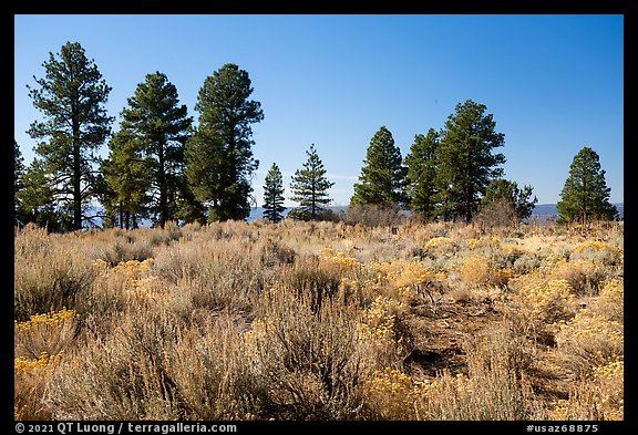 Sage and ponderosa pine trees. Grand Canyon-Parashant National Monument, Arizona, USA (color)