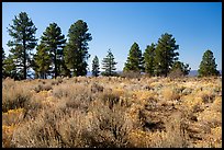Sage and ponderosa pine trees. Grand Canyon-Parashant National Monument, Arizona, USA ( color)