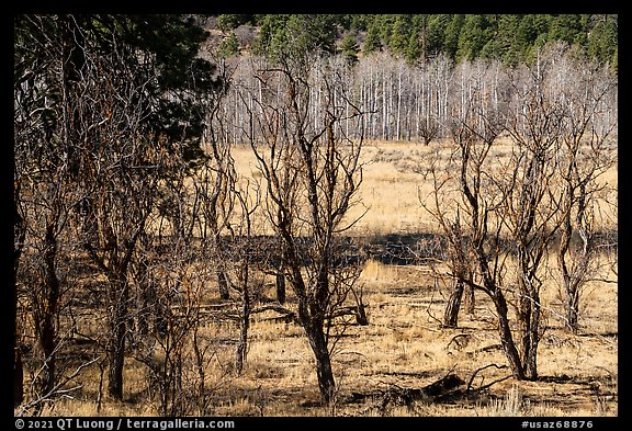 Meadow near Mt Logan in late autumn with bare trees. Grand Canyon-Parashant National Monument, Arizona, USA (color)