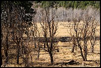 Meadow near Mt Logan in late autumn with bare trees. Grand Canyon-Parashant National Monument, Arizona, USA ( color)