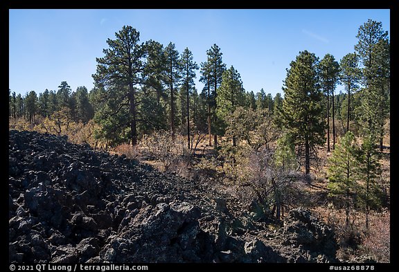 Hardened lava flow and ponderosa pine forest. Grand Canyon-Parashant National Monument, Arizona, USA (color)
