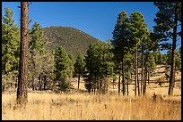 Ponderosa pine forest and Mount Trumbull. Grand Canyon-Parashant National Monument, Arizona, USA ( color)