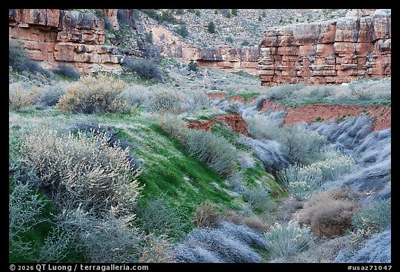 Vegetation and cliffs, Snake Gulch. Baaj Nwaavjo Itah Kukveni – Ancestral Footprints of the Grand Canyon National Monument, Arizona, USA (color)