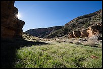 Canyon with lush spring wildflowers in Snake Gulch. Baaj Nwaavjo Itah Kukveni – Ancestral Footprints of the Grand Canyon National Monument, Arizona, USA ( color)