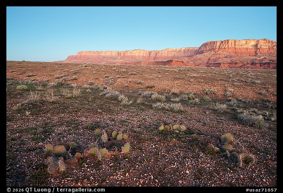 Brady Pincushion Cactus and Vermillion Cliffs at dawn. Baaj Nwaavjo Itah Kukveni – Ancestral Footprints of the Grand Canyon National Monument, Arizona, USA (color)