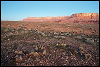 Brady Pincushion Cactus and Vermillion Cliffs at dawn. Baaj Nwaavjo Itah Kukveni – Ancestral Footprints of the Grand Canyon National Monument, Arizona, USA ( color)