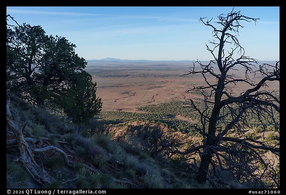 Juniper trees from Red Butte. Baaj Nwaavjo Itah Kukveni – Ancestral Footprints of the Grand Canyon National Monument, Arizona, USA (color)