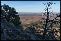 Juniper trees from Red Butte. Baaj Nwaavjo Itah Kukveni – Ancestral Footprints of the Grand Canyon National Monument, Arizona, USA ( color)