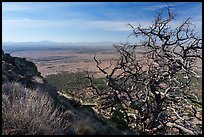 Dead old Juniper tree from Red Butte. Baaj Nwaavjo Itah Kukveni – Ancestral Footprints of the Grand Canyon National Monument, Arizona, USA ( color)