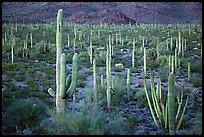 Cacti, Diablo Mountains, dusk. Organ Pipe Cactus  National Monument, Arizona, USA (color)