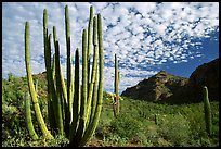 Organ Pipe Cactus (Stenocereus thurberi) and Diablo Mountains. Organ Pipe Cactus  National Monument, Arizona, USA (color)