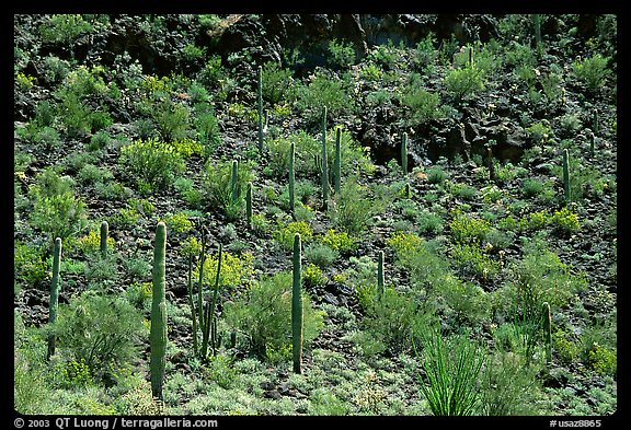 Saguaro Cactus on hillside. Organ Pipe Cactus  National Monument, Arizona, USA