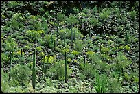 Saguaro Cactus on hillside. Organ Pipe Cactus  National Monument, Arizona, USA