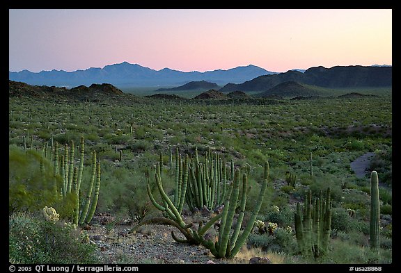 Cactus and Sonoyta Valley, dusk. Organ Pipe Cactus  National Monument, Arizona, USA