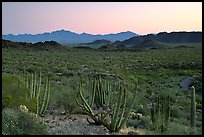 Cactus and Sonoyta Valley, dusk. Organ Pipe Cactus  National Monument, Arizona, USA (color)