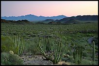 Cactus and Sonoyta Valley, dusk. Organ Pipe Cactus  National Monument, Arizona, USA