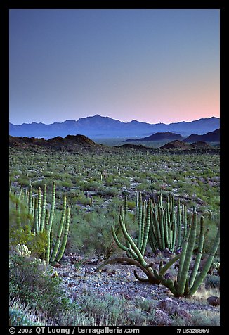 Cactus and Sonoyta Valley, dusk. Organ Pipe Cactus  National Monument, Arizona, USA (color)