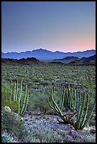 Cactus and Sonoyta Valley, dusk. Organ Pipe Cactus  National Monument, Arizona, USA (color)