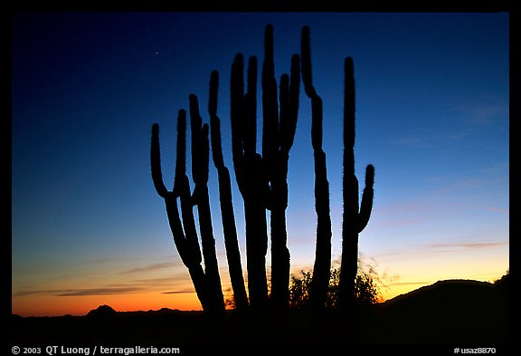 Organ Pipe cactus silhouetted at sunset. Organ Pipe Cactus  National Monument, Arizona, USA (color)