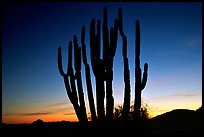 Organ Pipe cactus silhouetted at sunset. Organ Pipe Cactus  National Monument, Arizona, USA