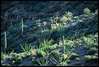 Ocotillo and cactus on a slope. Organ Pipe Cactus  National Monument, Arizona, USA ( color)